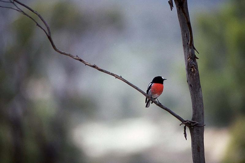 WT 0400 080-31 Australia.jpg